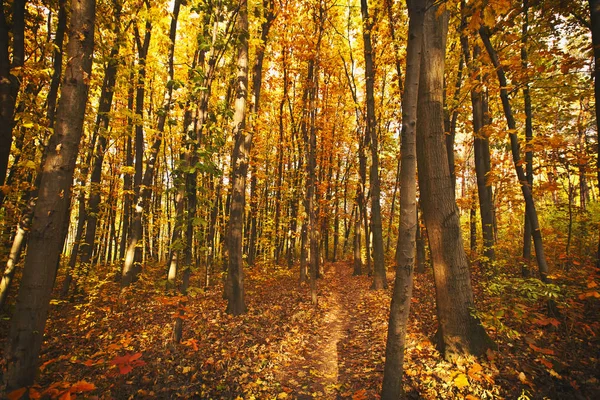 A bela manhã na nebulosa floresta de outono — Fotografia de Stock