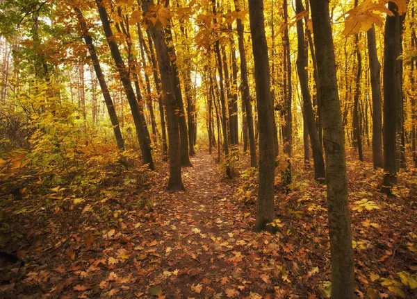 Der schöne Morgen im nebligen Herbstwald — Stockfoto