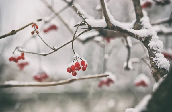 Rote Pflanzen sind mit Schnee bedeckt — Stockfoto
