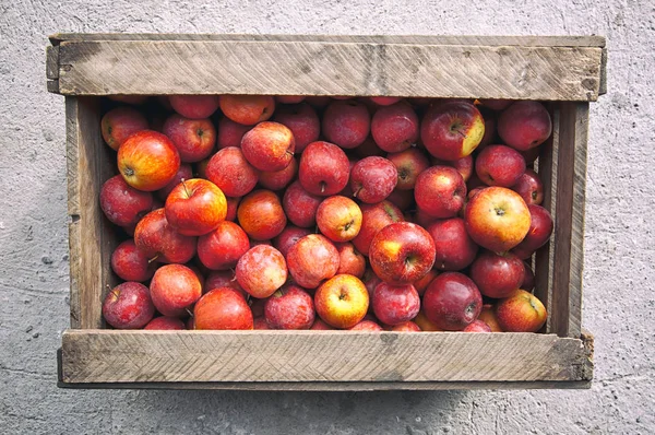 Den gamla trälådan med massor av röda saftiga äpplen inuti — Stockfoto