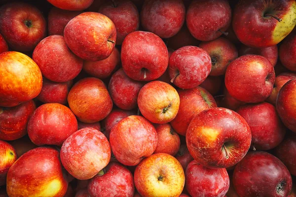 Massor av röda saftiga äpplen inuti den gamla trälådan med — Stockfoto