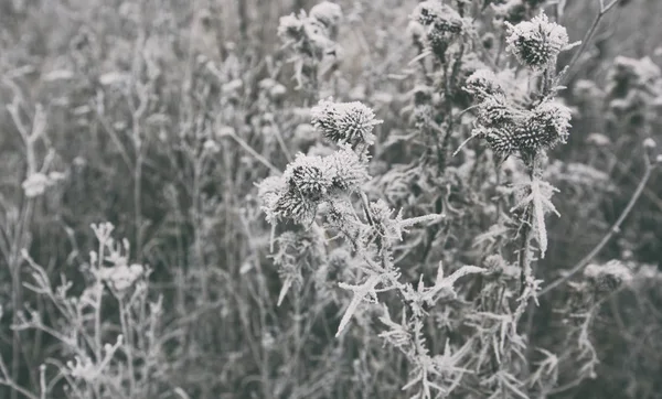 De verschillende planten bedekt met sneeuw en ijs in het veld — Stockfoto
