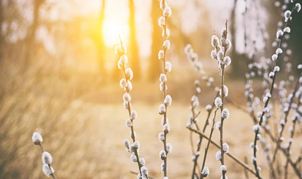 Flowering Pussy Willow Branches Sunset — Stockfoto