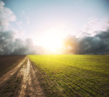 Gün batımında yeşil tarlanın ortasındaki patika.