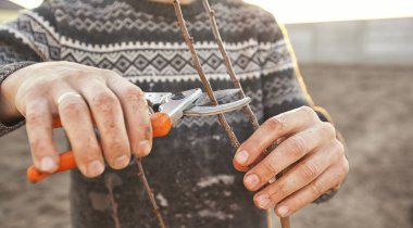 Genç adam baharın başında ağaç dalını kesiyor.