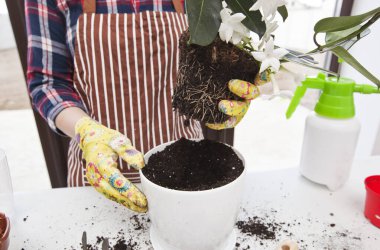 Genç bayan yeni bir saksıya bitki naklediyor.
