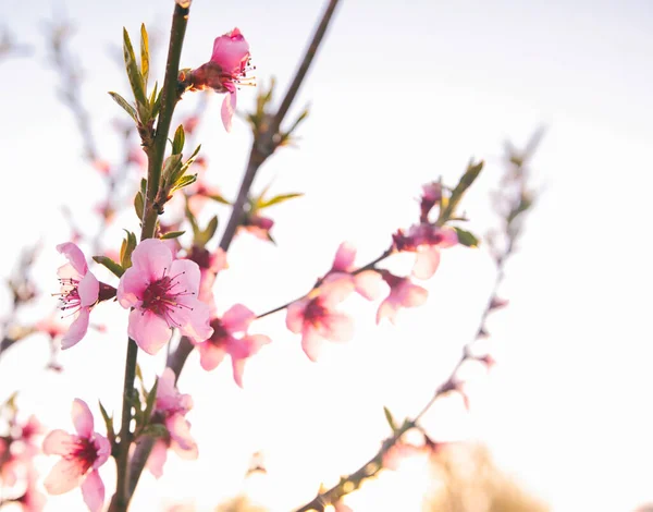 Peach Flower Blooming Sunset — Stock Photo, Image