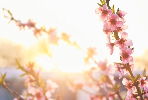 夕阳西下桃花盛开 — 图库照片