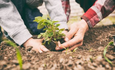 Baba, oğlunun çileği toprağa nakletmesine yardım ediyor.