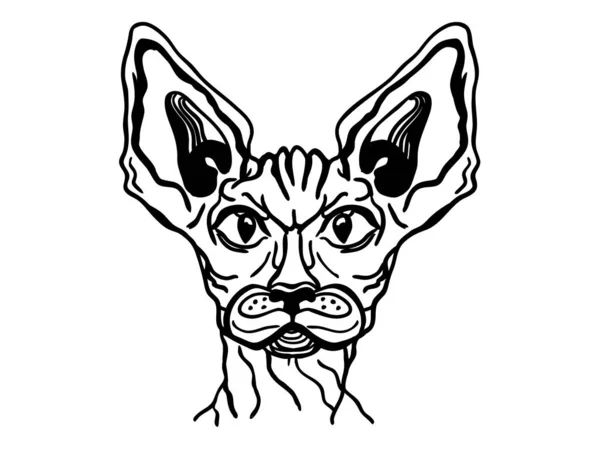 Retrato de esfinge de gato. Vector gato animal ilustración dibujada a mano es — Archivo Imágenes Vectoriales