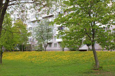 Bahar çayır çiçek açan lupine ile.