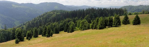 Picturesque spruce grove on slope of Feldberg mountain in Schwarzwald, Germany — Stock Photo, Image