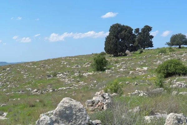 Μικρή ομάδα των δέντρων του λόφου — Φωτογραφία Αρχείου