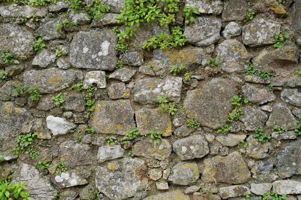 Textur der grauen Steinmauer mit Flechten und Pflanzen bedeckt — Stockfoto