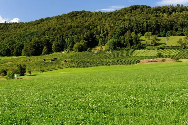 Paisagem Pastoral Verão Suíça — Fotografia de Stock