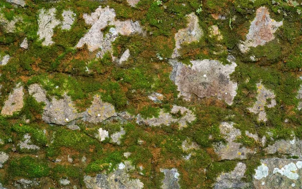 Liken Yosun Kaplı Gri Taş Duvar Dokusu — Stok fotoğraf