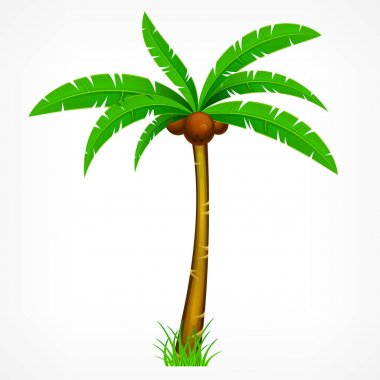 tropik palmiye ağacı