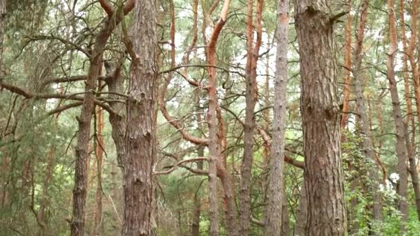 piliers d'arbres dans la forêt .