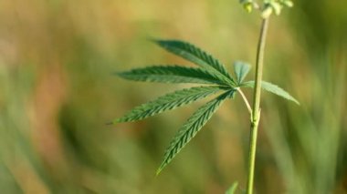 Bir el bir parça esrar akıntılar.