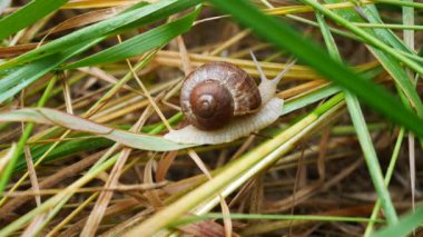 çim Snail.