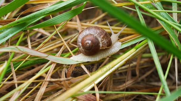 蜗牛在草. — 图库视频影像