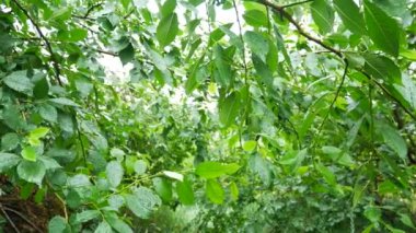 Su damlacığı yaprak yeşil hareket üzerinde kapat