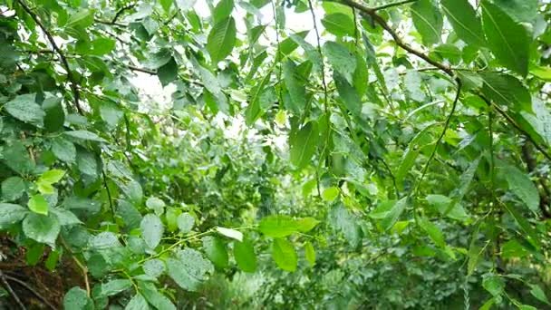 Vízcsepp a zöld leveles mozgás közelről — Stock videók