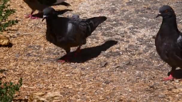 Muchas palomas comen comida. — Vídeos de Stock