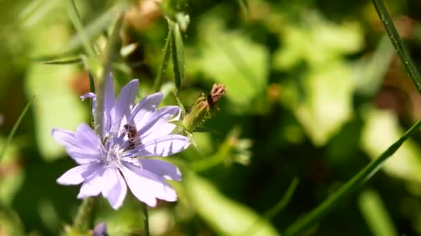 Primer plano de la abeja en la flor — Vídeo de stock