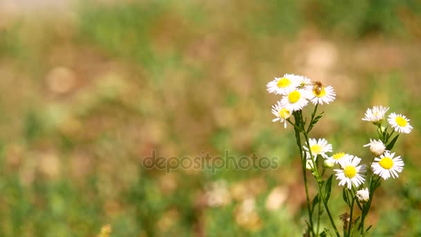Close Up van Bee On de Daisy Flower — Stockvideo