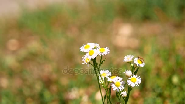 Gros plan d'abeille sur la fleur de marguerite — Video