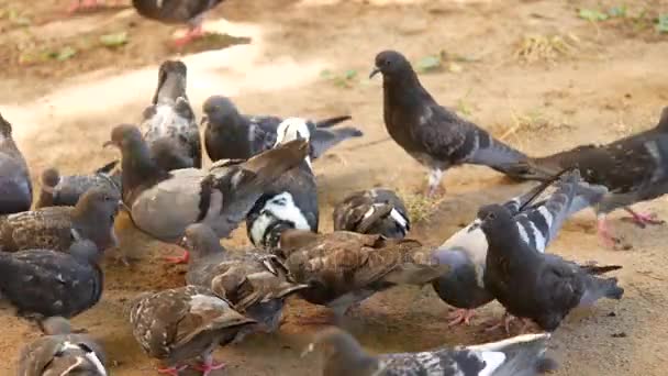 Bir sürü Besleyici'den kalktıktan güvercinler — Stok video