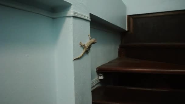 De Gekko draait rond de muur in het huis. — Stockvideo