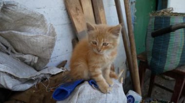 Kedi oturur ve etrafına bakıyor. Bir köy kedi.