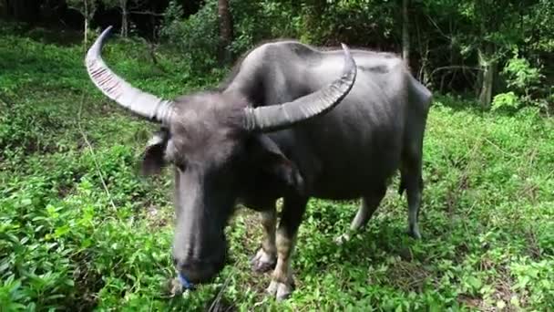 Stier mit riesigen Hörnern. — Stockvideo