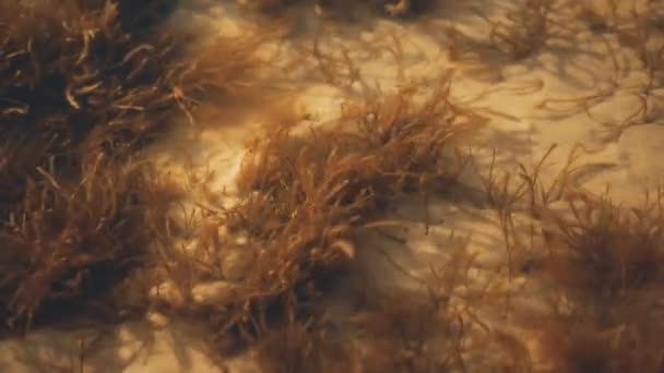 Algas en el fondo del mar . — Vídeo de stock
