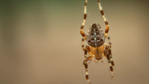Araña marrón primer plano — Vídeo de stock