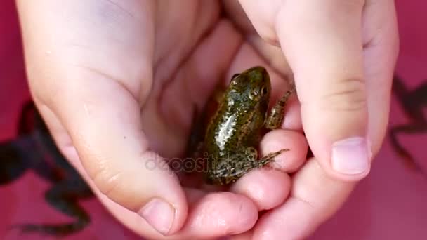 A child catches a toad. — Stock Video
