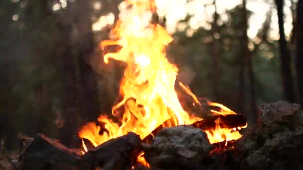 キャンプファイヤーを火します。心を落ち着かせるビデオ. — ストック動画