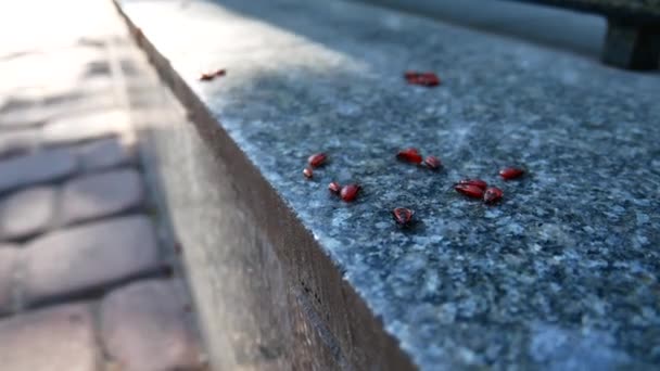 Escarabajo rojo sobre granito . — Vídeo de stock