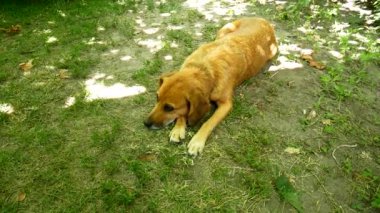 Köpek çimlerin üzerinde uzanıyor..
