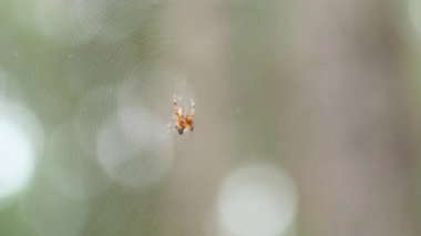 Örümcek onun web üzerinde oturur.