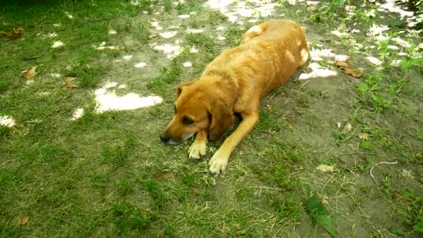 Le chien repose sur l'herbe. — Video