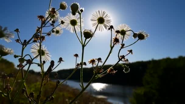 카모마일의 꽃을 통해 태양이 빛난다. — 비디오