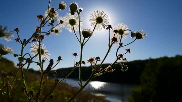 Solen skiner genom blommor av kamomill. — Stockvideo