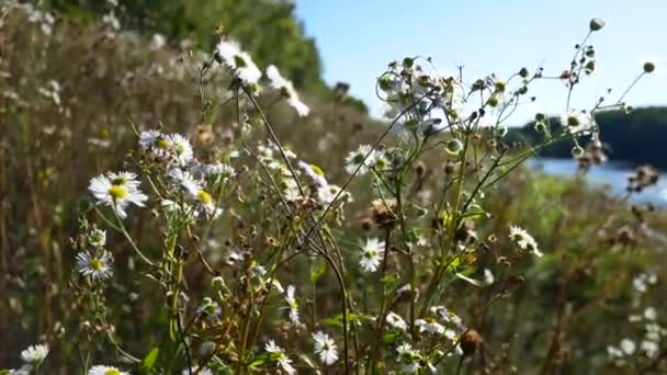 The sun shines through the flowers of chamomile. — Stock Video