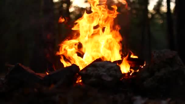 Brand in het kampvuur — Stockvideo