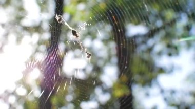 Örümcek örümcek ağı üzerinde oturuyor. Web güneşin içine dökülür. Stedikam atış arka plan için uygundur.