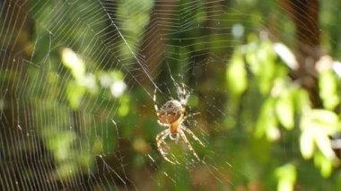 Örümcek örümcek ağı üzerinde oturuyor. Web güneşin içine dökülür. Stedikam atış arka plan için uygundur.