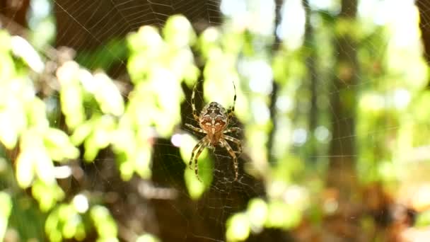 The spider is sitting on a cobweb. The web is poured into the sun. Stedikam shot is suitable for the background. — Stock Footage The spider is sitting on a cobweb. The web is poured into the sun. Stedikam shot is suitable for the background. Royalty Free Stock Video